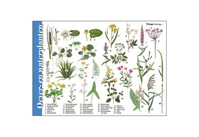 Bestimmungshilfe Ufer- und Wasserpflanzen