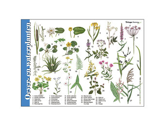 Herkenningskaart Oever en waterplanten