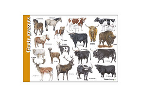 Bestimmungshilfe Große Weidetiere