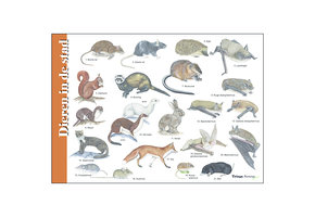 Herkenningskaart Dieren in de stad