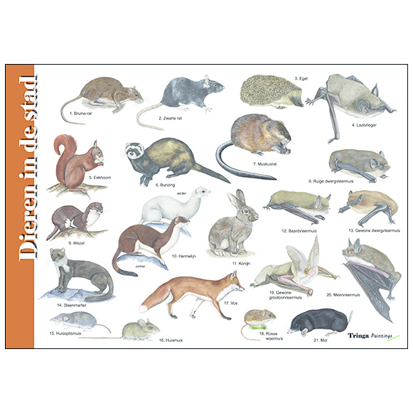 Identification Card Animals in the city