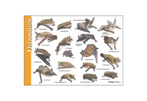 Bestimmungshilfe Fledermäuse