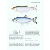 Freshwater Fishes of North America, Volume 1: Petromyzontidae to Catostomidae