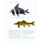 Freshwater Fishes of North America, Volume 1: Petromyzontidae to Catostomidae