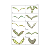 The Vegetative Key to the British Flora - A New Approach to Naming British & Irish Vascular Plants Based on Vegetative Characters