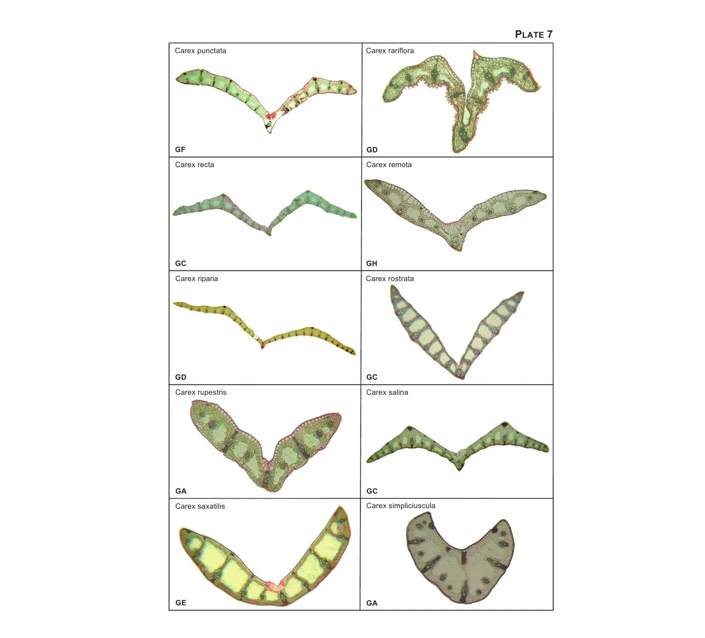 The Vegetative Key to the British Flora - A New Approach to Naming British & Irish Vascular Plants Based on Vegetative Characters