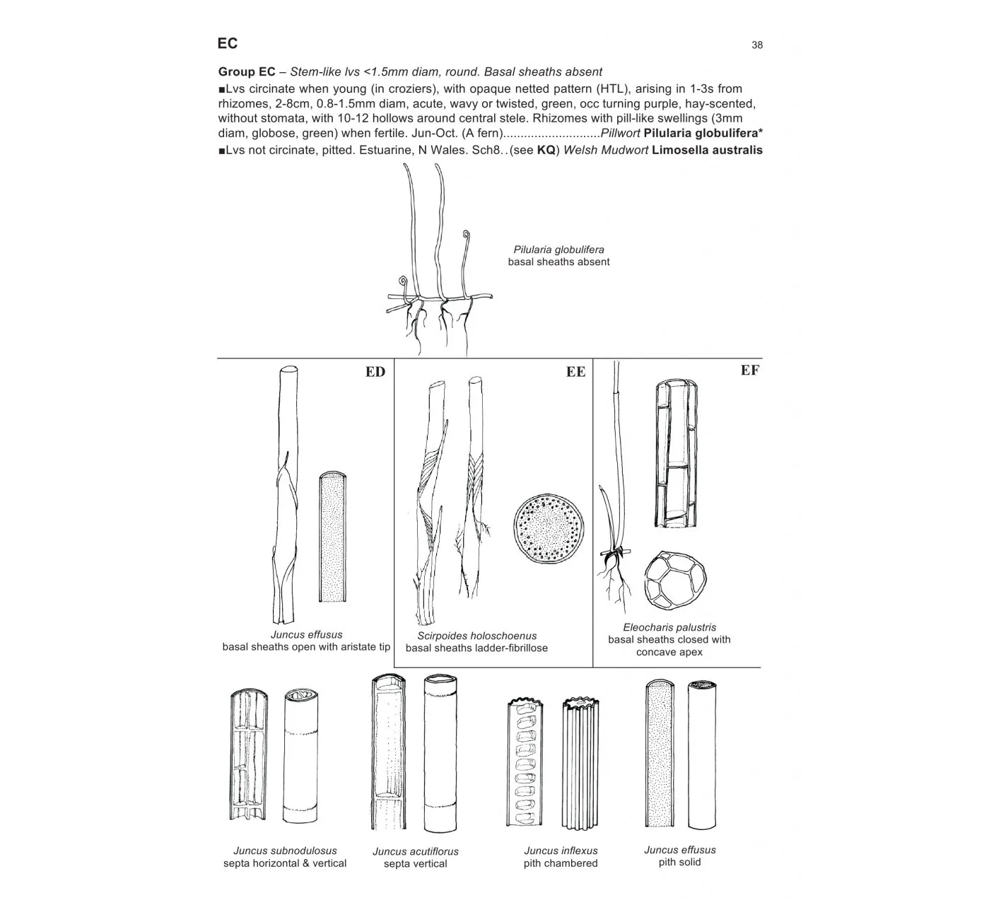 The Vegetative Key to the British Flora - A New Approach to Naming British & Irish Vascular Plants Based on Vegetative Characters