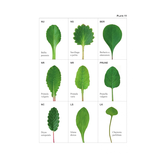The Vegetative Key to the British Flora - A New Approach to Naming British & Irish Vascular Plants Based on Vegetative Characters