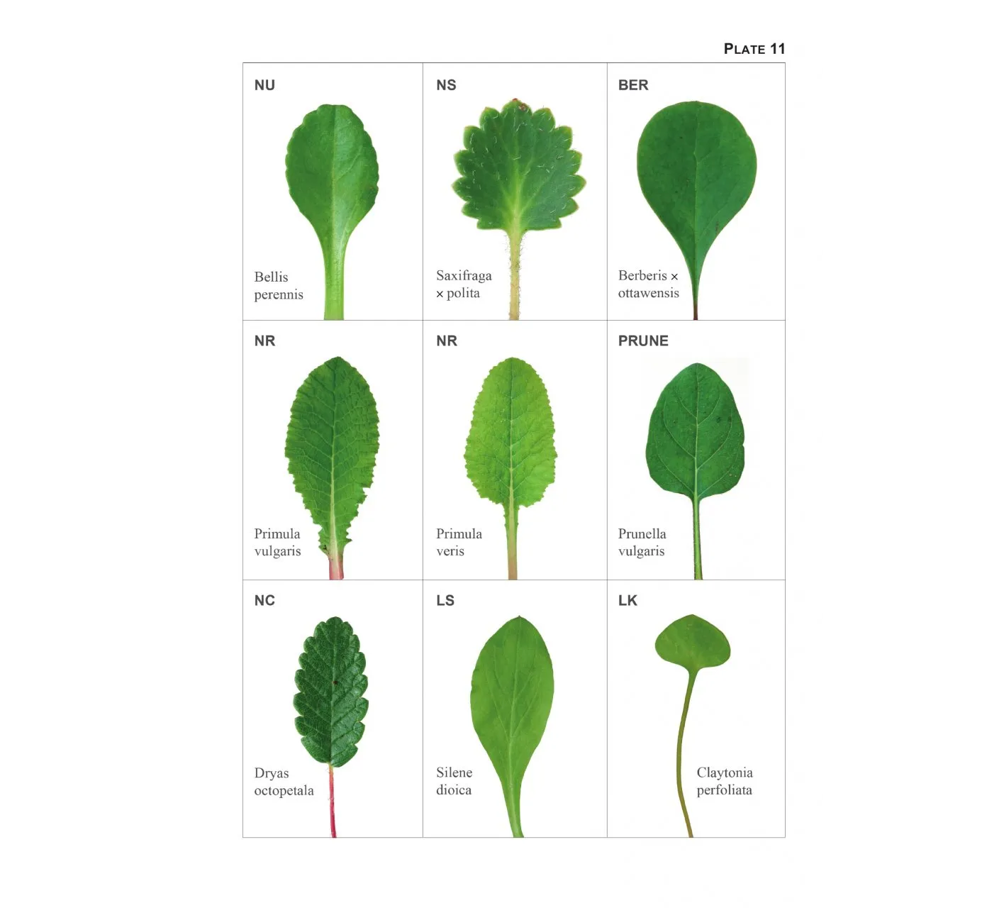 The Vegetative Key to the British Flora - A New Approach to Naming British & Irish Vascular Plants Based on Vegetative Characters