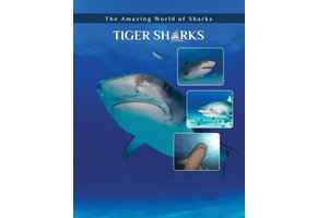 Tiger Sharks