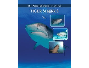 Tiger Sharks