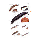 Guide to Garden Wildlife