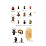 Guide to Garden Wildlife