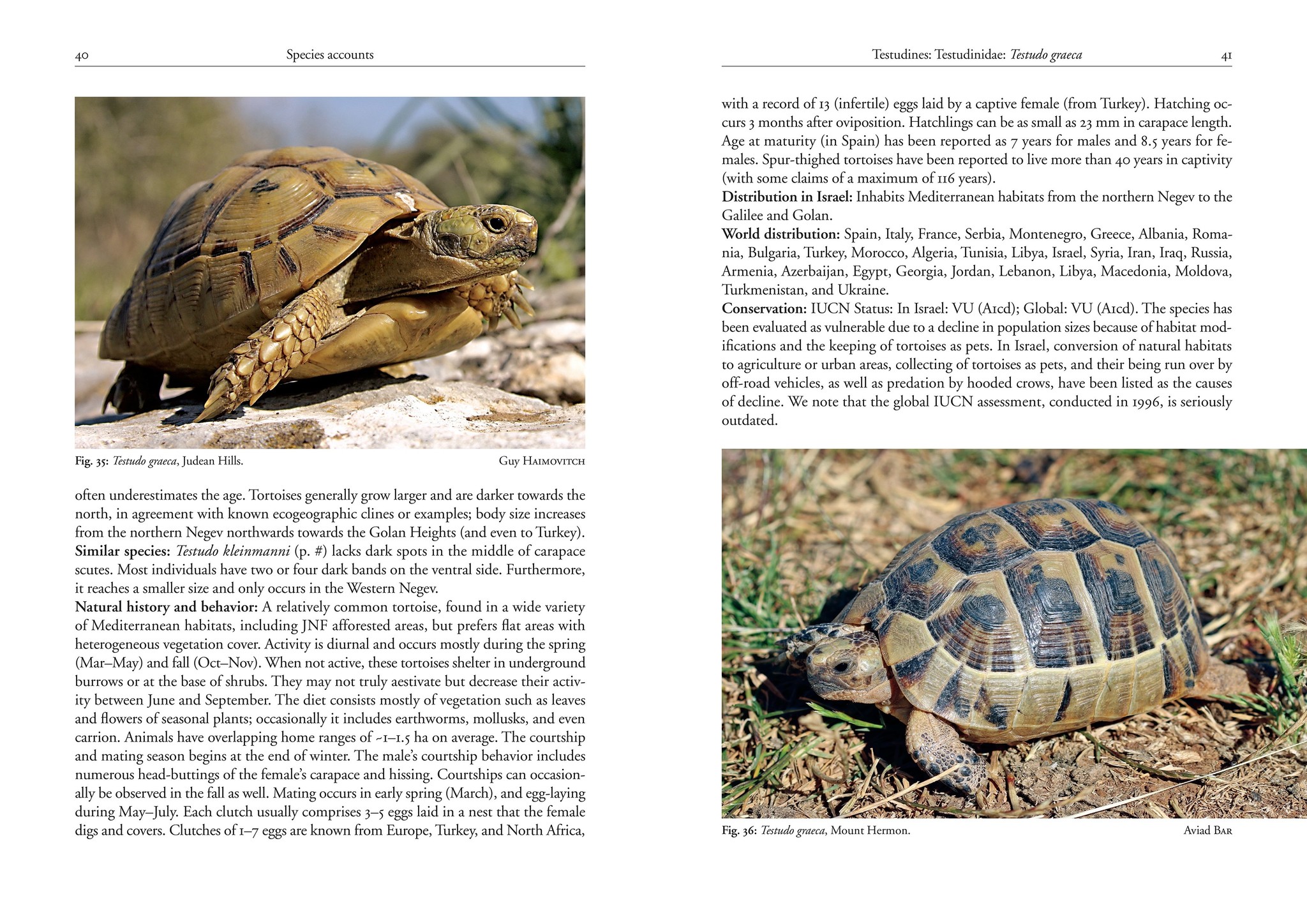 Field Guide to the Amphibians and Reptiles of Israel - Veldshop.nl