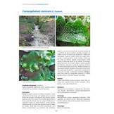 Les Bryophytes de France - Anthocérotes et Hépatiques