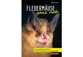 Fledermäuse ganz nah