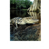 Alligators - The Illustrated Guide to Their Biology, Behavior, and Conservation