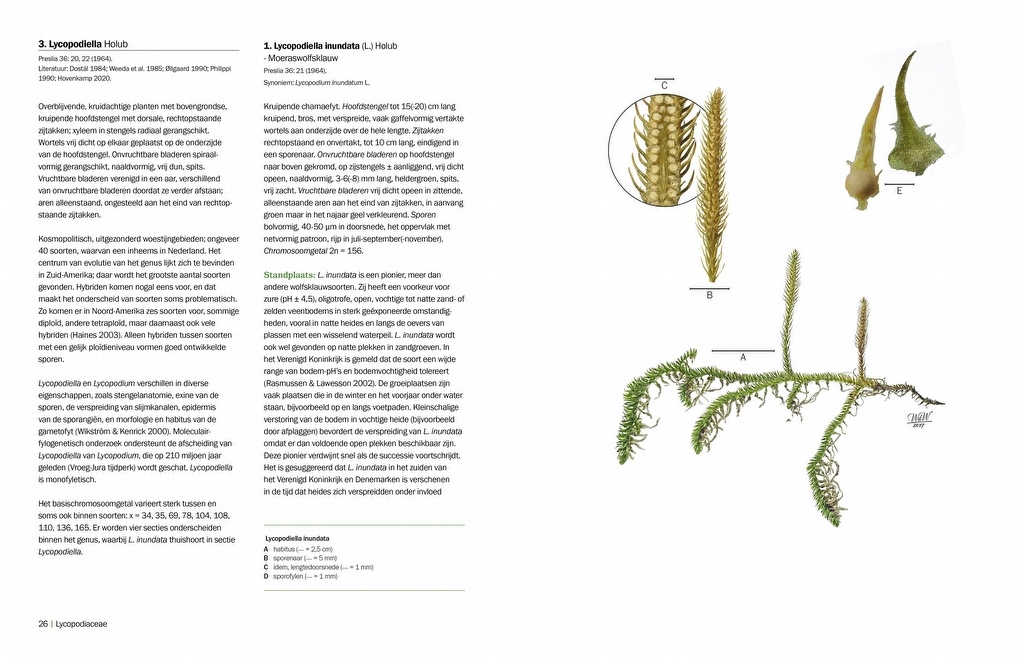 Nova Flora Neerlandica - Deel 1 - Wolfsklauwen, biesvarens, paardestaarten en varens