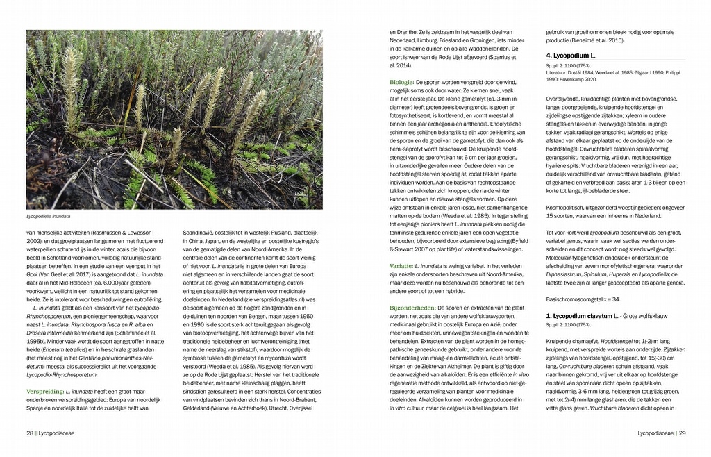 Nova Flora Neerlandica - Deel 1 - Wolfsklauwen, biesvarens, paardestaarten en varens