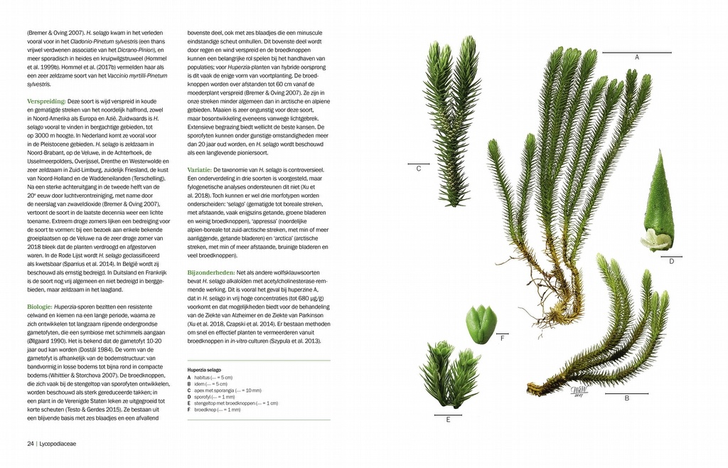 Nova Flora Neerlandica - Deel 1 - Wolfsklauwen, biesvarens, paardestaarten en varens