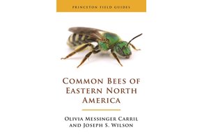 Common Bees of Eastern North America