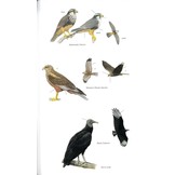 Birds of Puerto Rico and the Virgin Islands