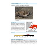 Bat Calls of Britain and Europe - A Guide to Species Identification