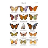 An Illustrated History of Butterflies of the Afrotropical Indian Ocean Islands - Madagascar, Comoros, Seychelles, Réunion, Mauritius, Rodrigues and Socotra