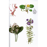 The Wild Flower Key - How to identify wild flowers, trees and shrubs in Britain and Ireland