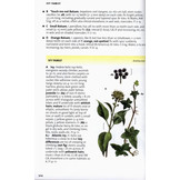 The Wild Flower Key - How to identify wild flowers, trees and shrubs in Britain and Ireland
