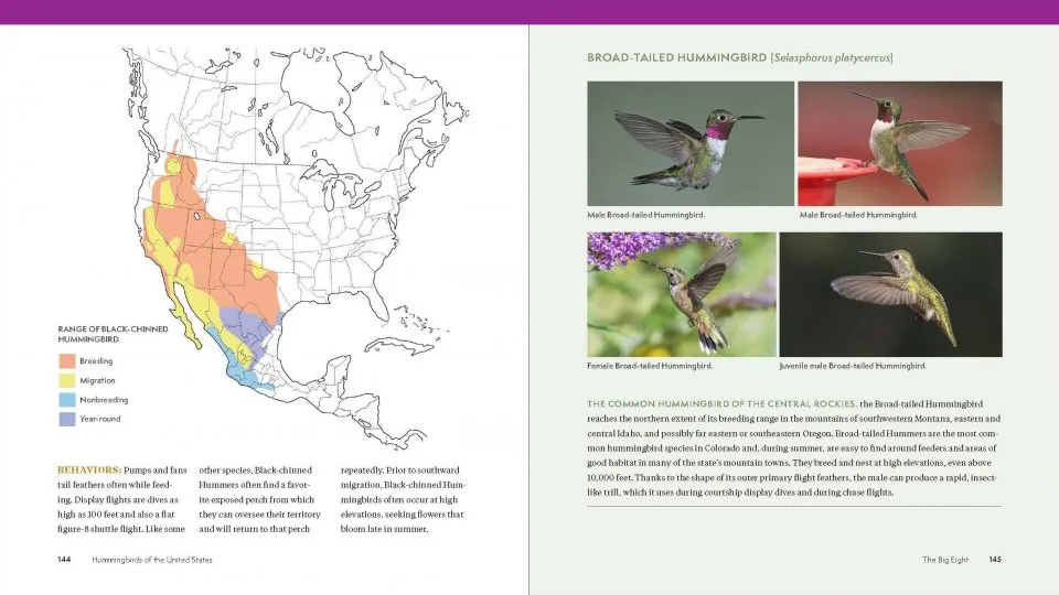 The Hummingbird Handbook - Everything You Need to Know about These Fascinating Birds