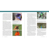 The Hummingbird Handbook - Everything You Need to Know about These Fascinating Birds