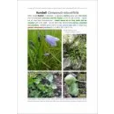 Plants and Habitats - An Introduction to Common Plants and Their Habitats in Britain and Ireland