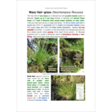 Plants and Habitats - An Introduction to Common Plants and Their Habitats in Britain and Ireland