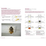 De vliegenfamilies met drie voetkussentjes - Veldgids Noordwest Europa