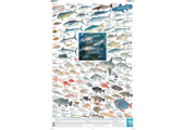 Coastal Fishes of Southern Africa, 2: Offshore Poster