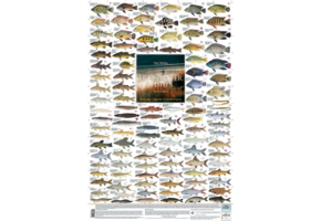 Süßwasserfische des südlichen Afrikas: Größere einheimische und eingeführte Arten Poster