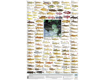 Süßwasserfische des südlichen Afrikas: Kleiner einheimische und eingeführte Arten Poster