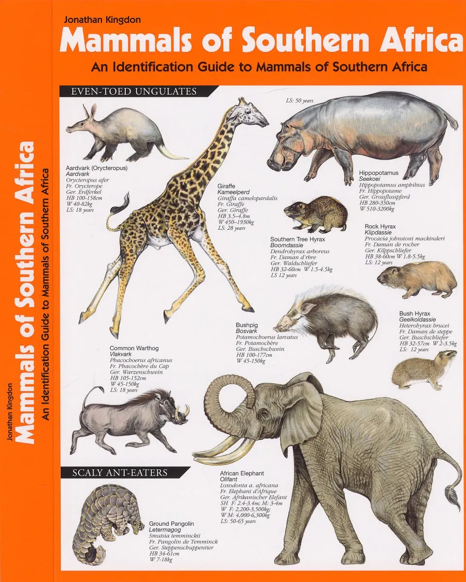 african mammals