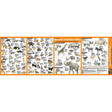Zoogdieren van Zuid-Afrika - Een identificatiegids voor zoogdieren van zuidelijk Afrika
