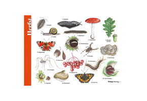 Identification Card Fall