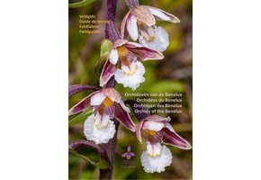 Feldführer Orchideen des Benelux
