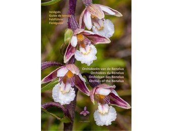 Fieldguide Orchids of the Benelux