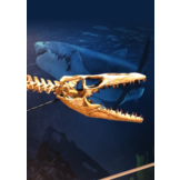 Praktijkgids Fossielen