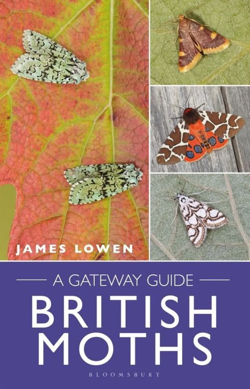 British Moths: A Gateway Guide