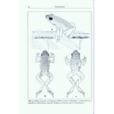 Amphibien an einem Stillgewässer in Peru - mit einer illustrierten Checklist der Amphibien und Reptilien des unteren Río Llullapichis