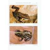 Amphibien an einem Stillgewässer in Peru - mit einer illustrierten Checklist der Amphibien und Reptilien des unteren Río Llullapichis