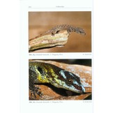 Amphibien an einem Stillgewässer in Peru - mit einer illustrierten Checklist der Amphibien und Reptilien des unteren Río Llullapichis