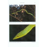 Amphibien an einem Stillgewässer in Peru - mit einer illustrierten Checklist der Amphibien und Reptilien des unteren Río Llullapichis