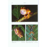 Amphibien an einem Stillgewässer in Peru - mit einer illustrierten Checklist der Amphibien und Reptilien des unteren Río Llullapichis